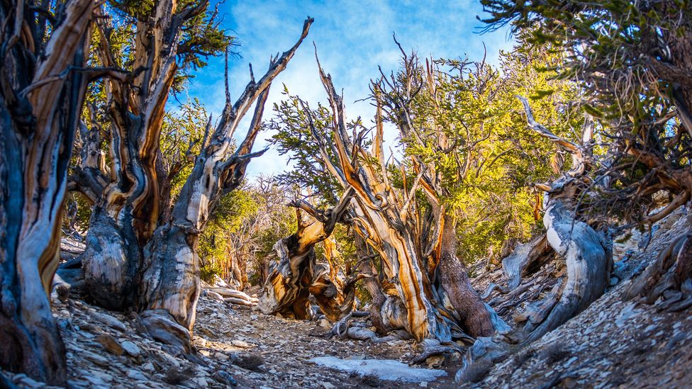 The gnarled, slow-growing Bristlecone pine of the Great Basin are thought to be the oldest living trees on the planet (Credit: Getty Images)
