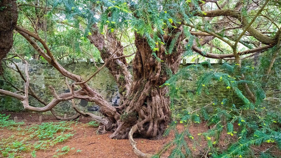 In search of the Old Ones: Where to find the world's longest-lived trees