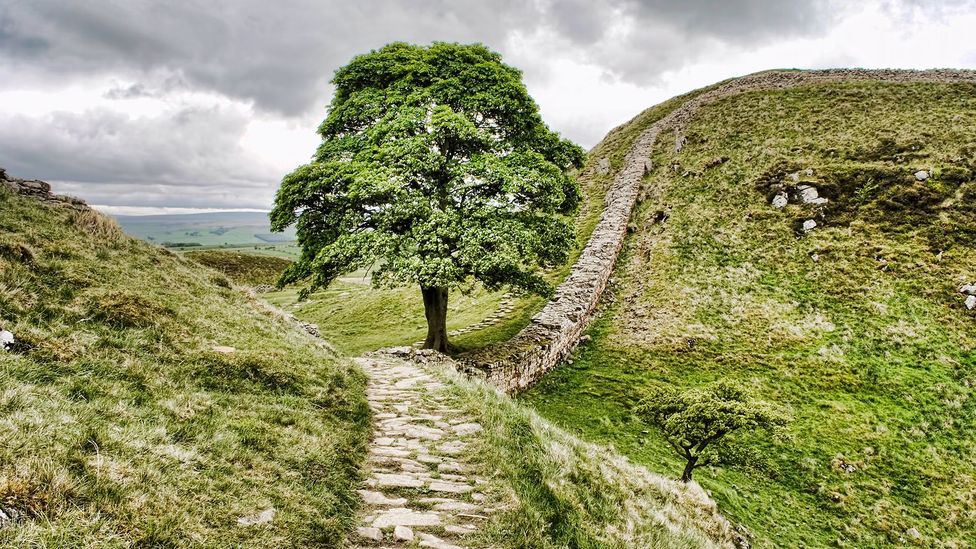 The tree at sycamore gap in Northumberland before it was felled (Credit: Getty Images) The tree at sycamore gap in Northumberland before it was felled (Credit: Getty Images)