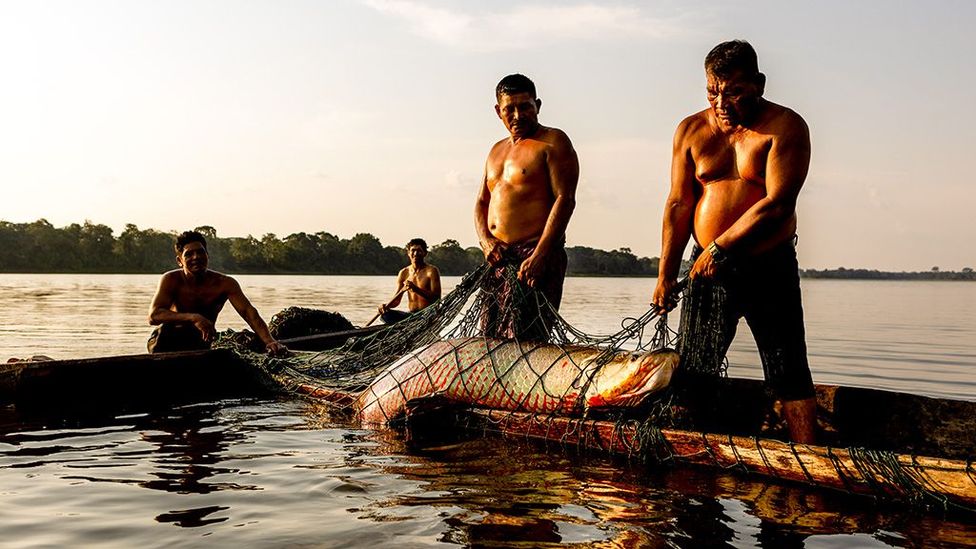 Fisherman haul in a 100kg paiche in the Pacaya Samiria Reserve (Credit: Manuel Vazquez)