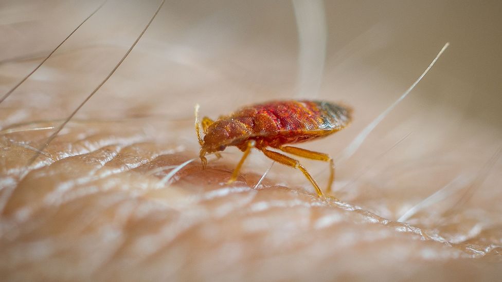 Bed bug feeding on human (Credit: Getty Images)