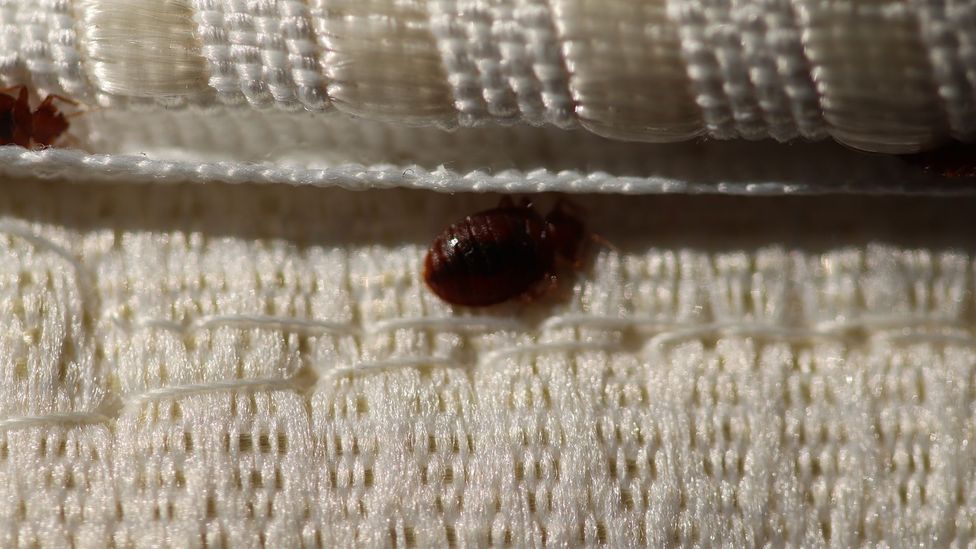 Bed bugs are small enough to be able to hide in the stitching of mattresses, making them very difficult to spot (Credit: Getty Images)