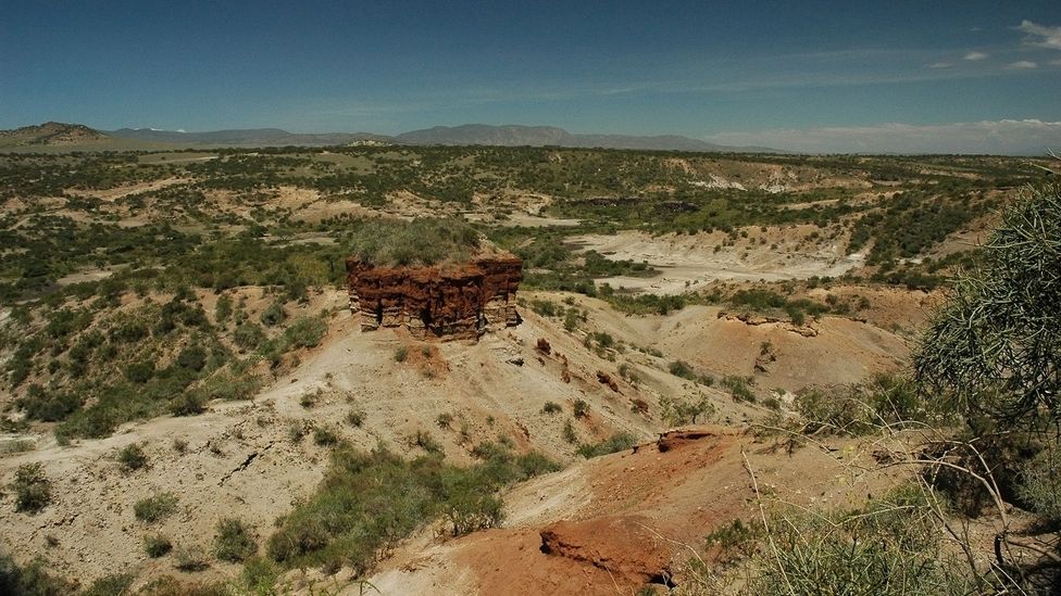 Olduvai Gorge is one of the most important sites containing fossil evidence for human evolution (Credit: Photography by Jules Holleboom/Getty Images)