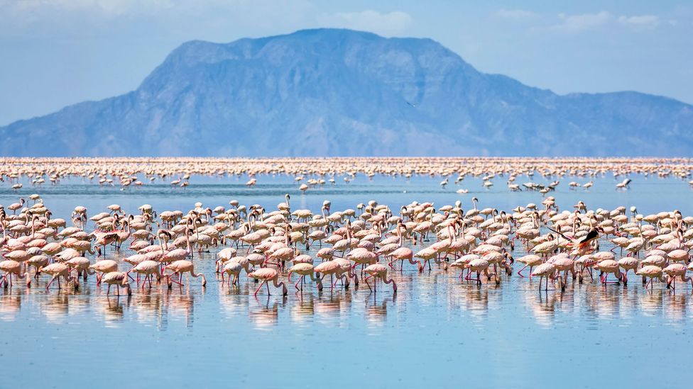 Lake Natron is the only regular breeding site for the estimated 2.5 million lesser flamingos in East Africa (Credit: Cinoby/Getty Images)