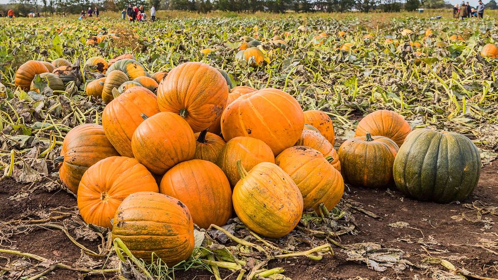Pumpkins provide a wide range of nutritional and medicinal benefits (Credit: Getty Images)