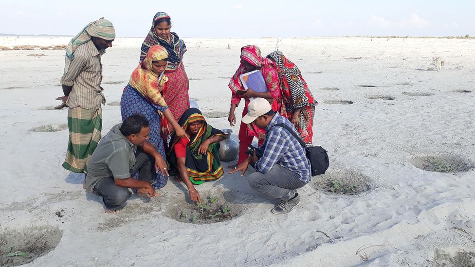 Pumpkins are an ideal plant for water insecure regions due to their tolerance of drought (Credit: Nazmul Chowdhury) Pumpkins are an ideal plant for water insecure regions due to their tolerance of drought (Credit: Nazmul Chowdhury)