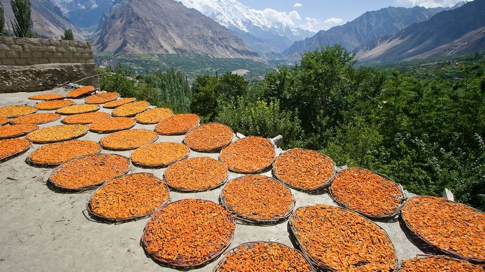 Apricots drying in the Hunza Valley