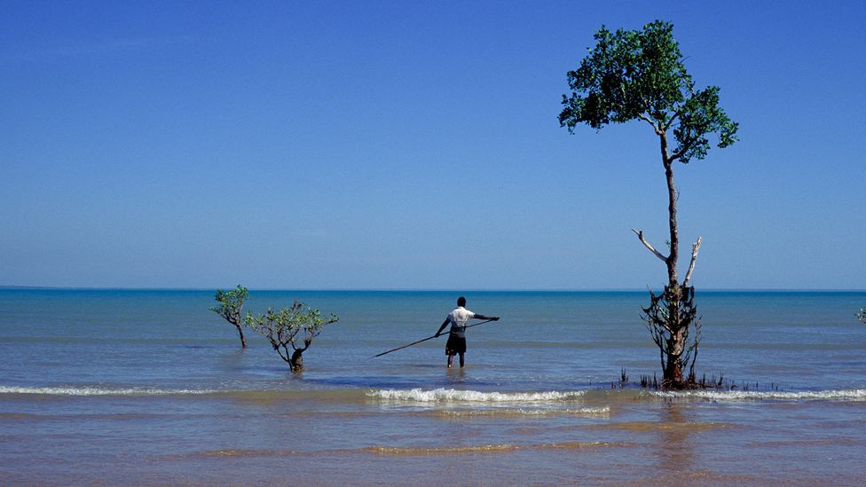 A Tiwi local spearfishes on Bathurt Island, Northern Territory, Australia. Scientists have been working with indigenous communities to study coastal erosion (Credit: Getty Images)