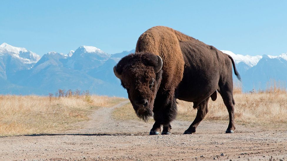 Male American bison on prairie track (Credit: Getty Images)