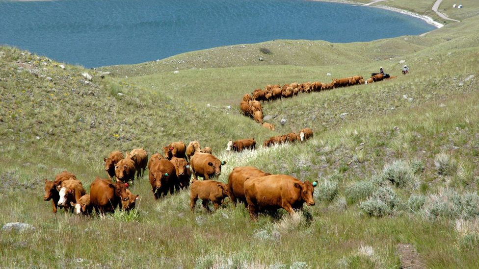 Cattle tend to congregate near water sources and if not moved regularly can destroy waterside vegetation (Credit: Getty Images)