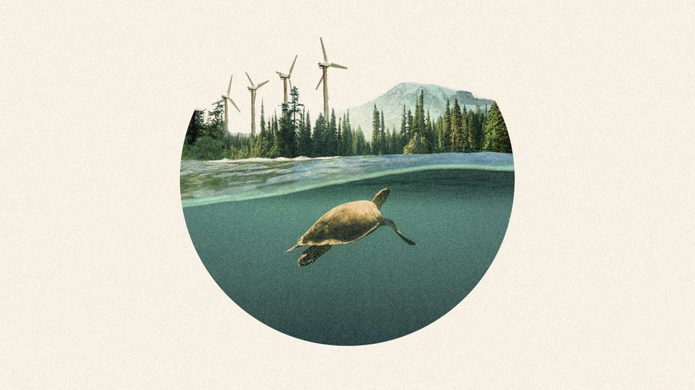 Illustration of a turtle and wind turbines (Credit: BBC)
