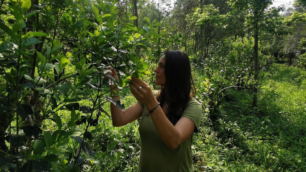 Parra and a growing number of other yerba mate producers are championing sustainable crop management (Credit: Andres Alvarez)