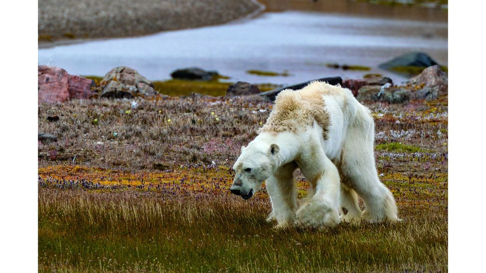 Cristina Mittermeier's photo of the starved polar bears fueled  a global discussion about the threat posed by climate change (Credit: Cristina Mittermeier/ SeaLegacy)