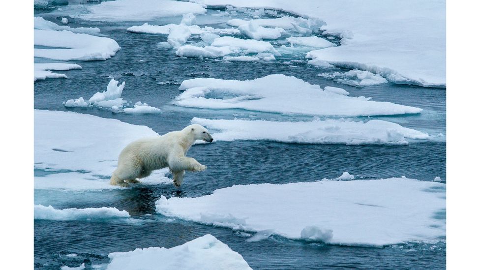 Polar bears were once the poster image of the climate crisis (Credit: Cristina Mittermeier/ SeaLegacy)