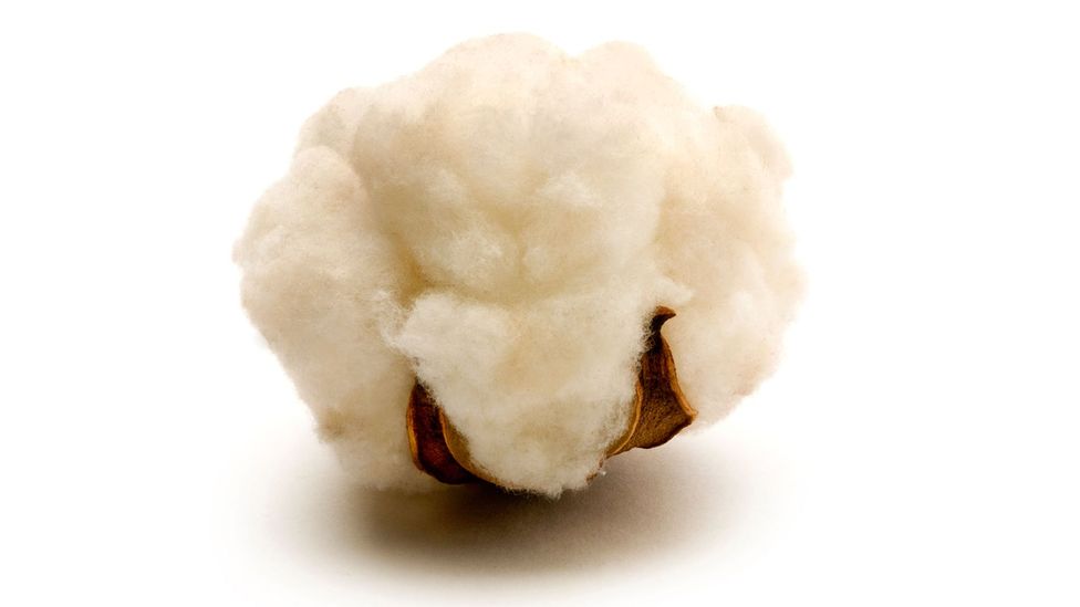 A mature cotton boll on a white background (Credit: Alamy)