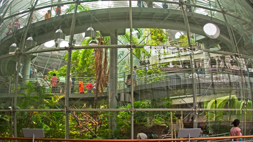 The Osher Rainforest inside the California Academy of Sciences is a sight to behold (Credit: Nancy Hoyt Belcher/Alamy)