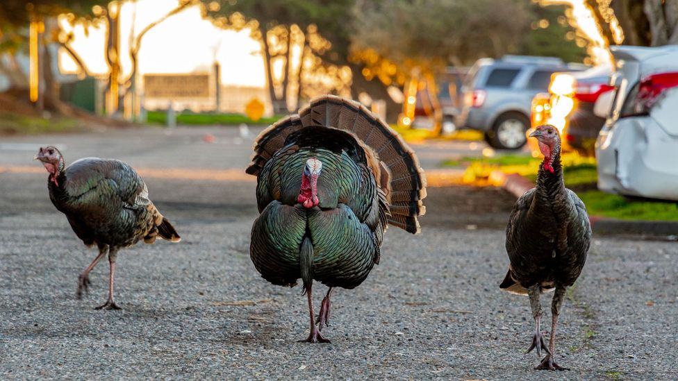 Fearless wild turkeys are roaming US cities and it's a rare