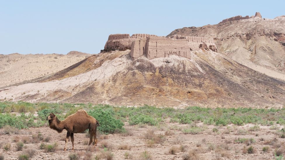 Ayaz Kala desert castle with camel in foreground