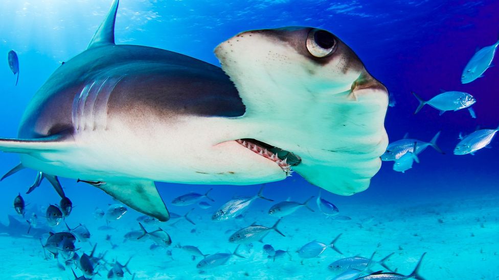 A shark nursery may be a stone's throw from Miami's bright lights - BBC ...