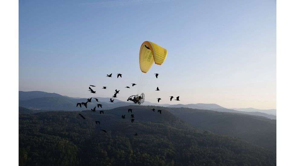 To persuade the bald ibises to follow them, their