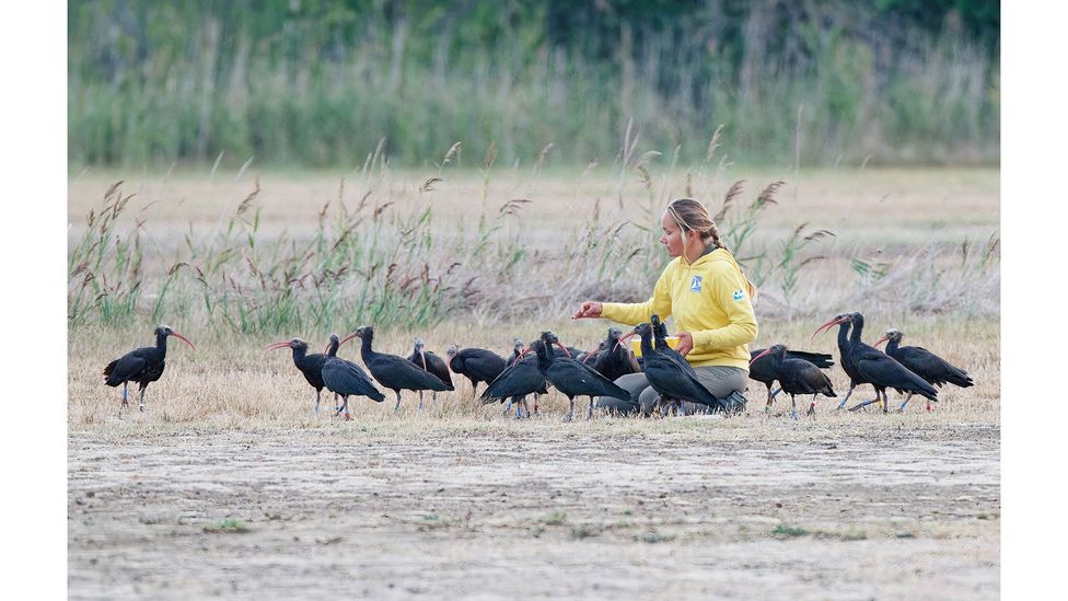 Through countless hours spent together, the scientists formed a close bond with their hand-reared bald ibises (Credit: Waldrappteam)