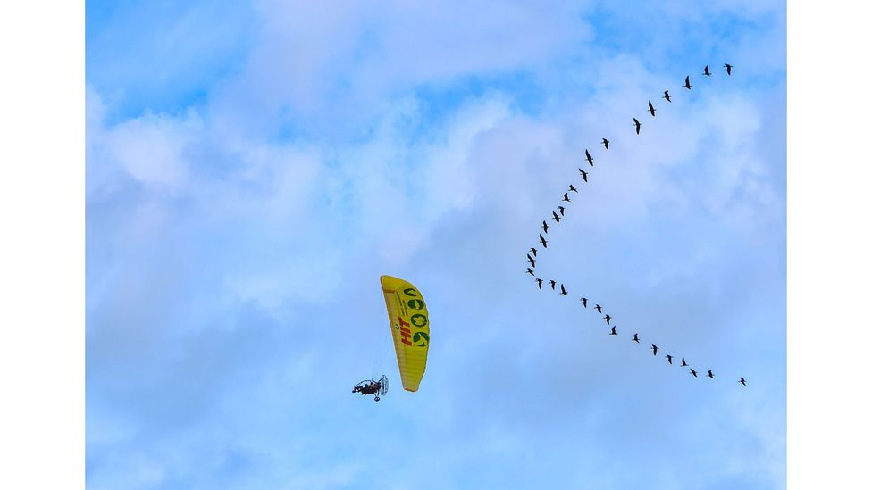 Over the course of the journey the birds perfected flying in a V-formation, an important skill that saves energy (Credit: Waldrappteam)