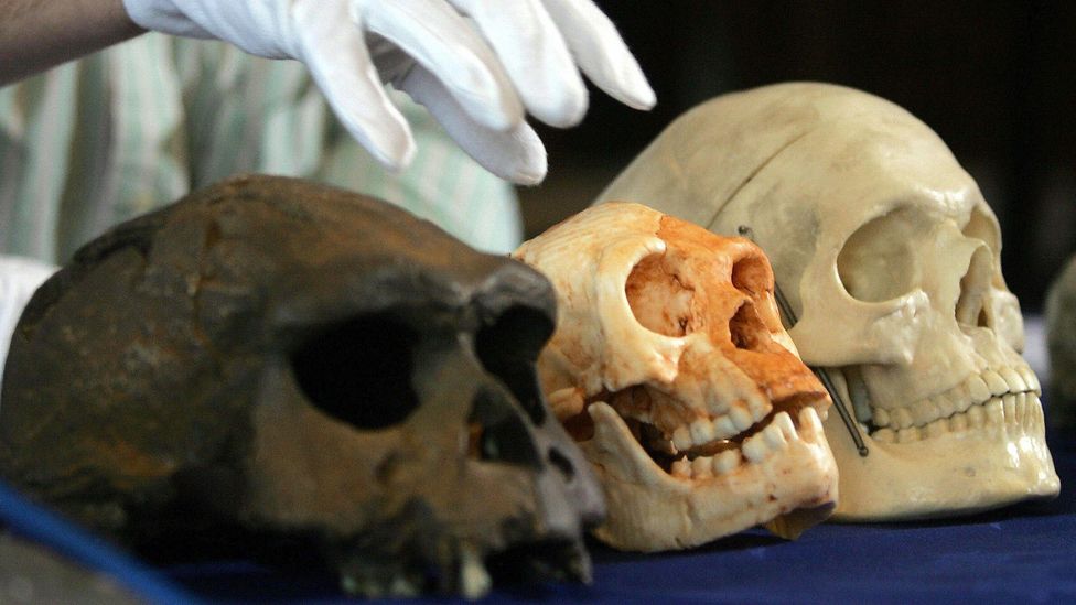 Homo floresiensis had a skull about the size of a grapefruit and has challenged many preconceptions about how human brain size relates to intelligence (Credit: Getty Images)