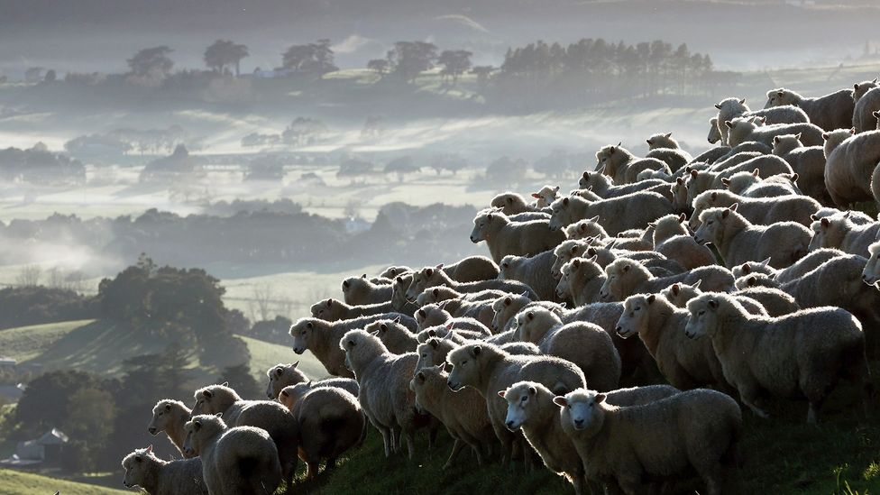 New Zealand has found a way to breed flocks of lower methane-emitting sheep (Credit: Getty Images)