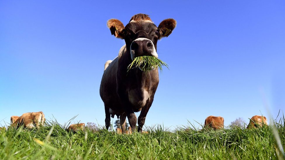 New Zealand is harnessing a range of scientific tools, including methane-blocking vaccines, inhibitors and selective breeding, to curb its farming emissions (Credit: Getty Images)