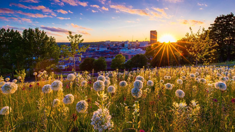 The sun setting over the Sheffield skyline with wildflowers in foreground