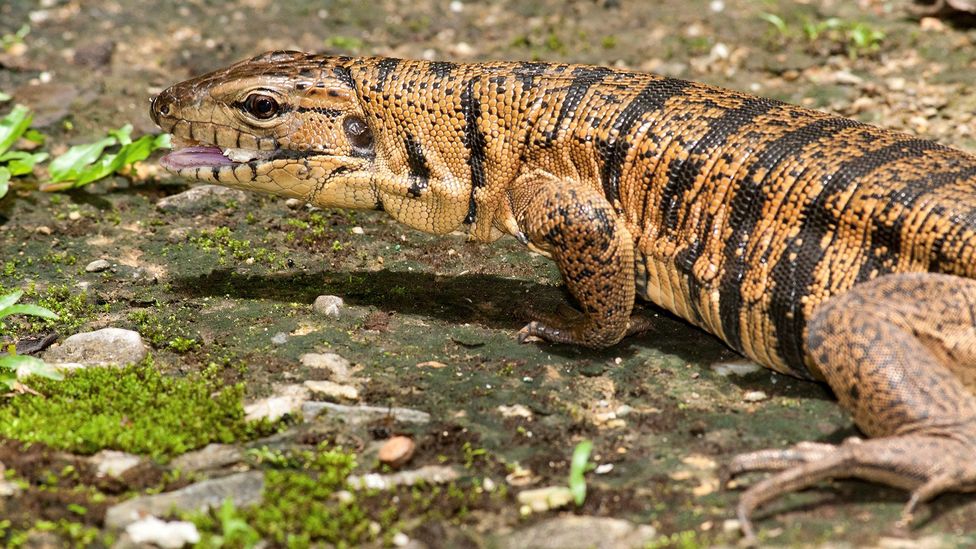 Matte lizards, also known as golden tegus, have started returning to their forest habitats after repeated bushfires drove them away (Credit: Getty Images)
