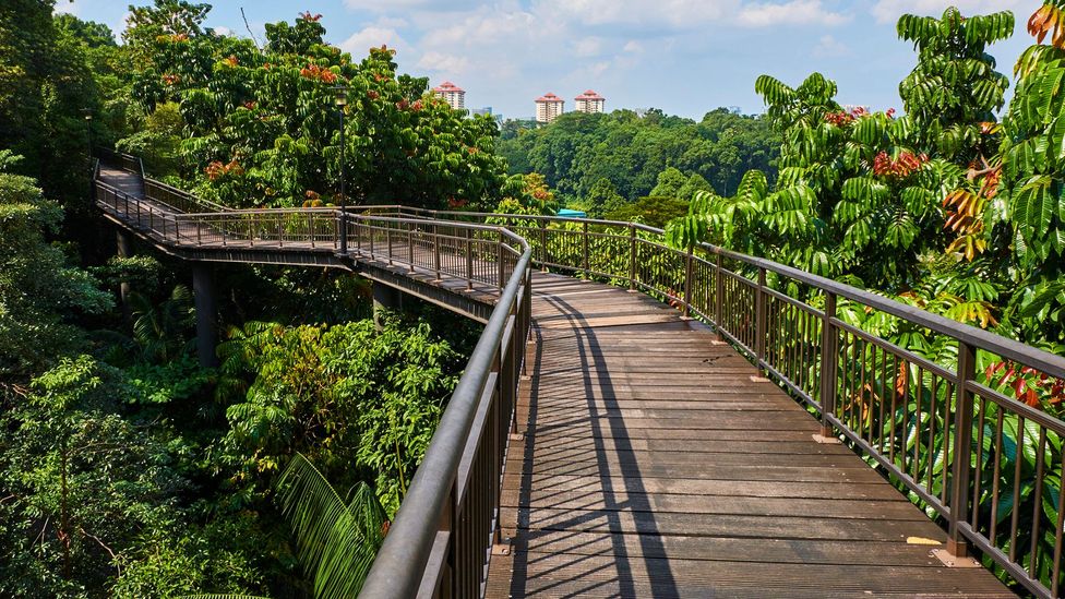 The Southern Ridges trail is one of the best spots in Singapore to enjoy views of the city, harbour and the Southern Islands (Tuul & Bruno Morandi/Getty Images)