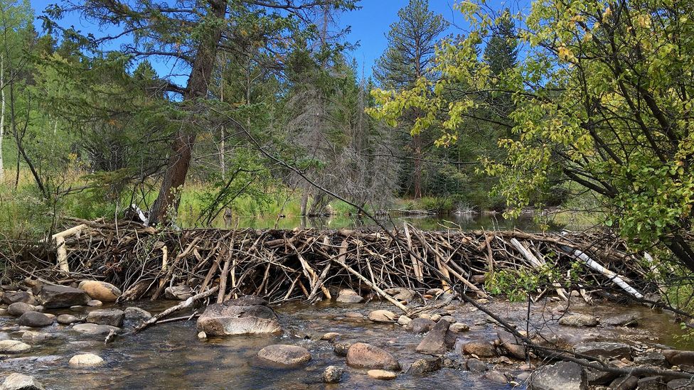 Beaver dams can help improve water quality which benefits fish and other wildlife populations (Credit: Emily Fairfax)