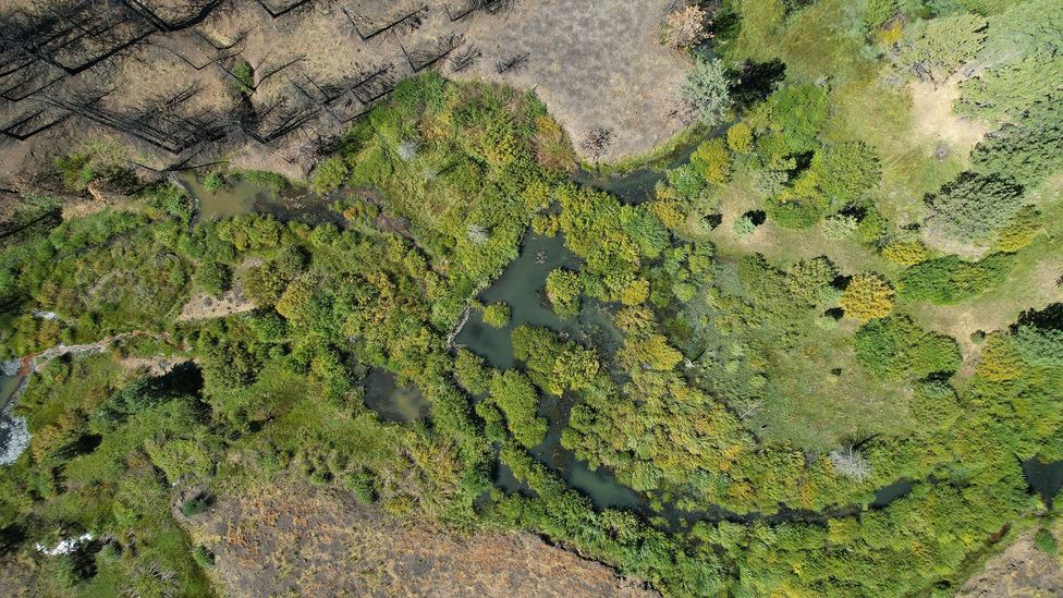 An aerial shot shows lush, green beaver habitats in an area scorched by wildfires in Wyoming (Emily Fairfax)