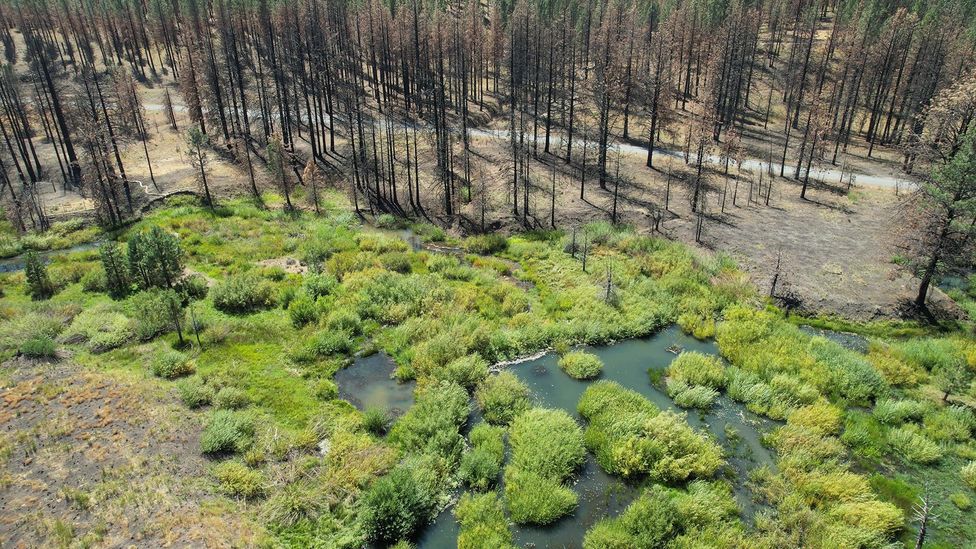 A drone shot of a beaver-dammed Wyoming landscape after a wildfire shows the impacts of having beavers on the land (Credit: Emily Fairfax)