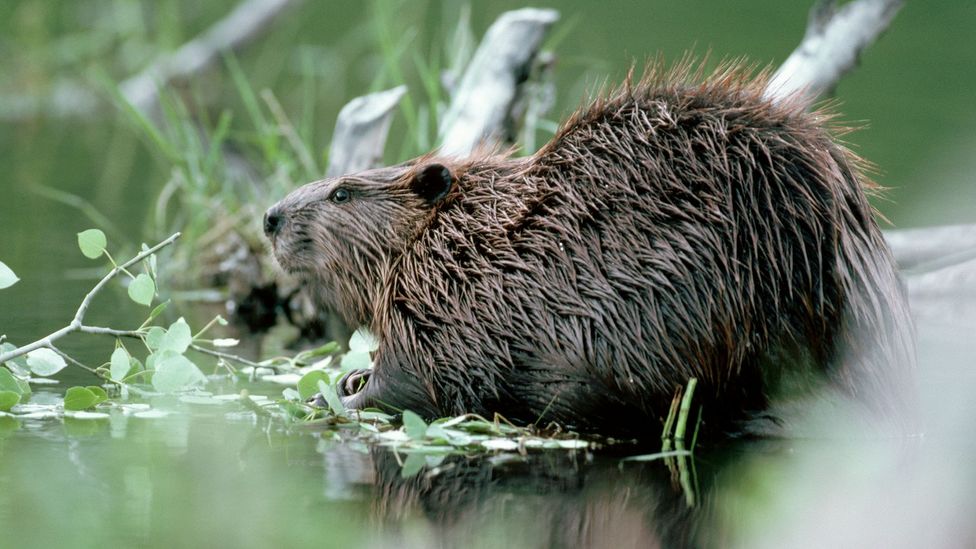 Common misconceptions include that beavers compete with farmers for water, when they in fact help bring water back into the ecosystem (Credit: Getty Images)