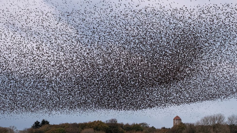 Starling murmuration in Denmark