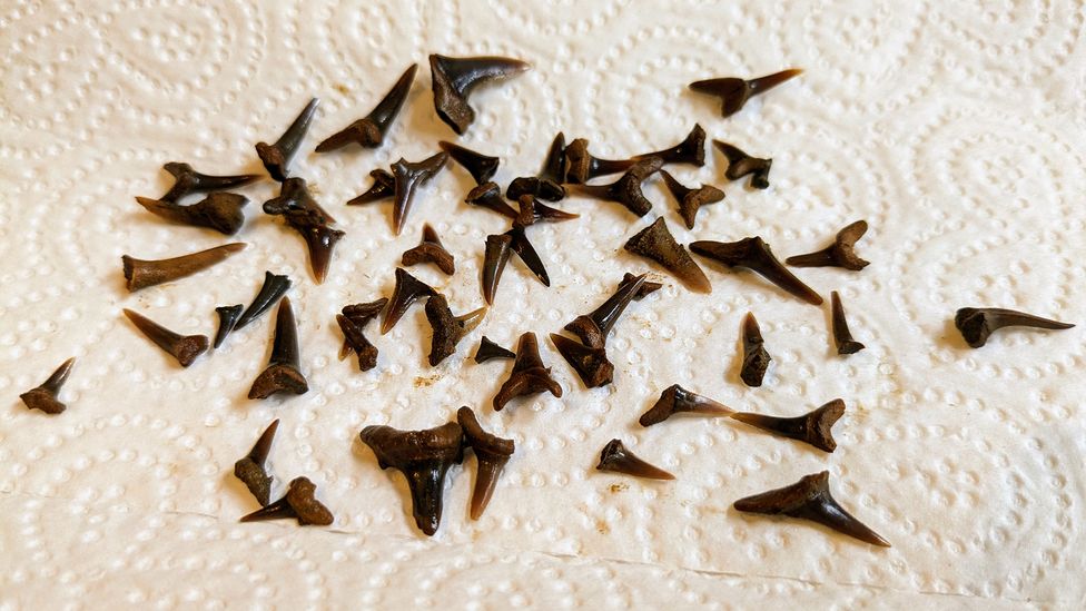 Les visiteurs qui recherchent des fossiles dans le bois de l'abbaye de Lesnes pourraient trouver des dents de requin datant de l'époque éocène (Crédit : Ben Gazur)