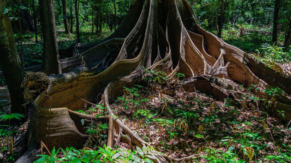 The roots of a strangler fig in the Amazon (Credit: Alamy)