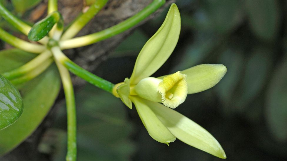 Vanilla is an orchid that originated in Mexico (Credit: WildlifeGmbH/Alamy)