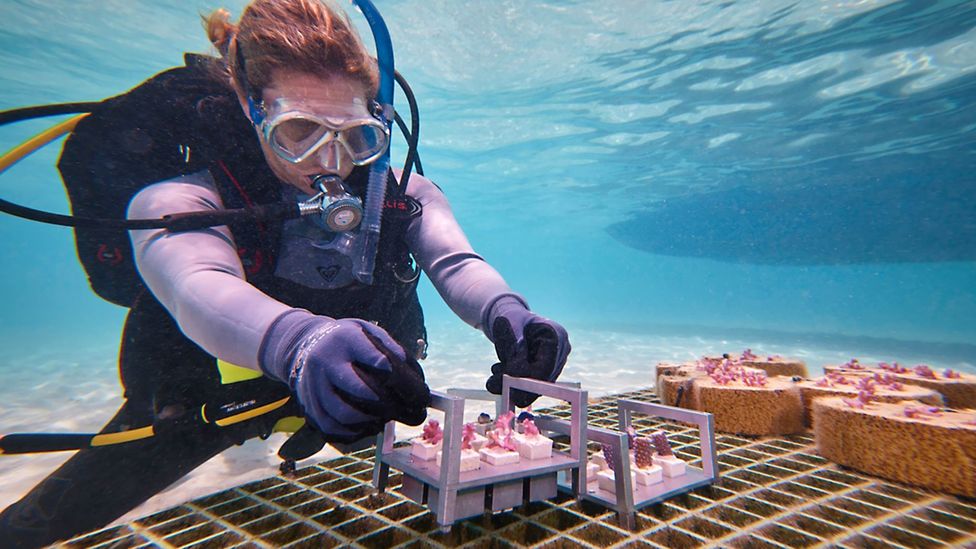 Scientist Taryn Foster places trays of artificial coral skeletons (Credit: Coral Maker)