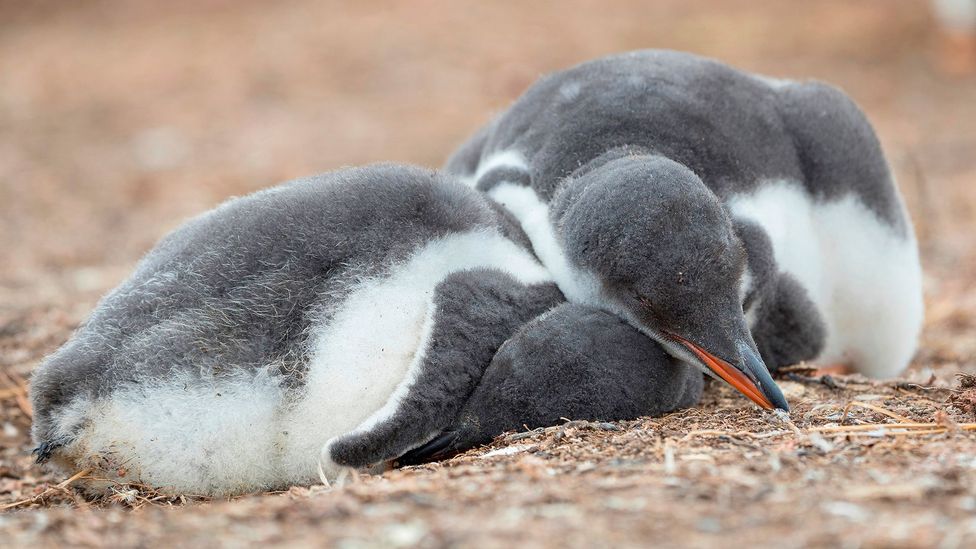 Some species of penguin will grab hundreds of tiny "micro sleeps" each day (Credit: Getty Images)