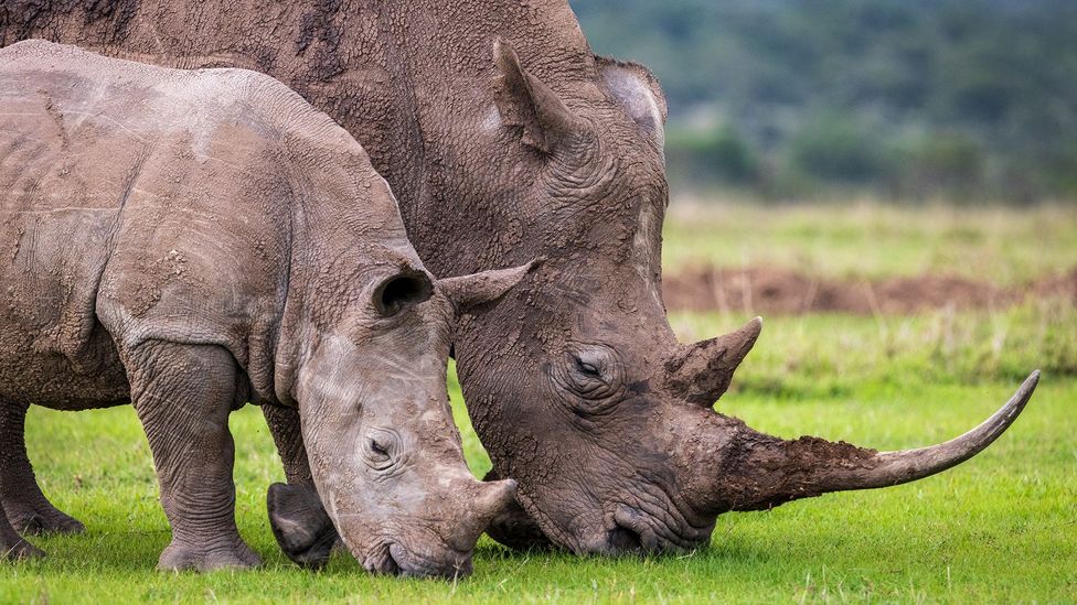 Two rhinos eating grass at Ol Pejeta Conservancy in Kenya