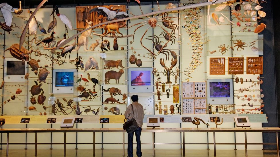 The American Museum of Natural History is one of many institutions that has been removing human remains from public display (Credit: Martin Shields/Alamy)
