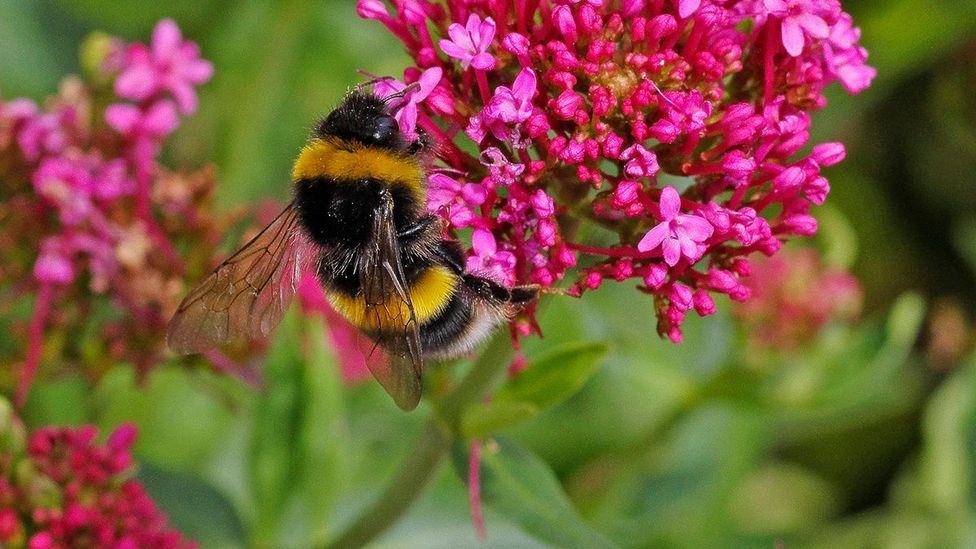 Buff-tailed bumblebees have learnt to defend themselves against Asian hornet attacks (Credit: Getty)