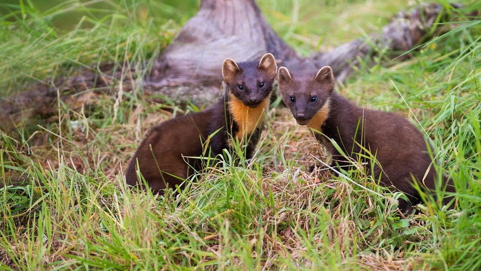The recovery of the native pine marten in the UK and Ireland resulted in landscape-scale declines of the invasive grey squirrel (Credit: Alamy)