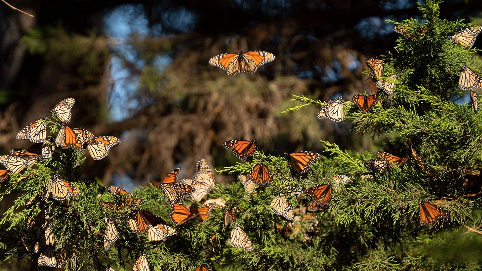 Monarch butterflies gathering on a tree