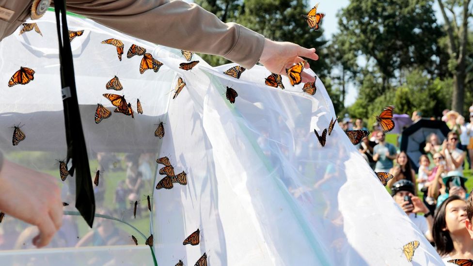 Ranger Timothy Puopolo releases about 125 monarch butterflies in Kingsley Park.