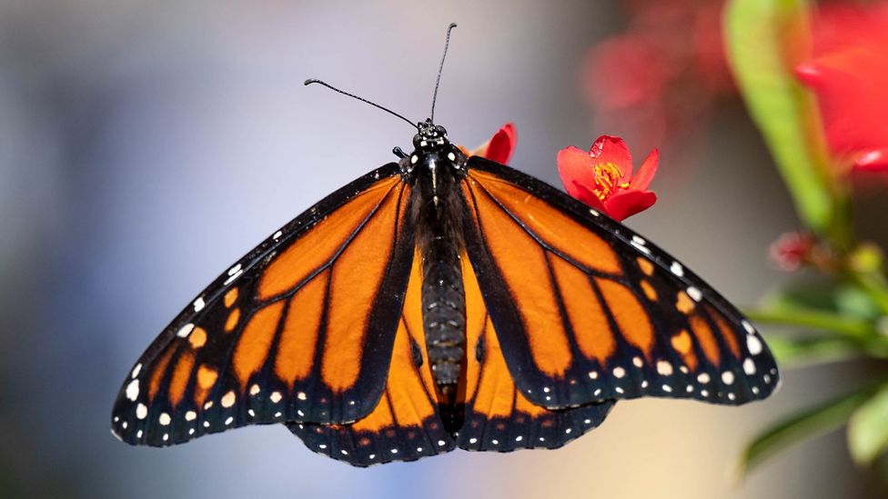Monarch butterfly populations are declining, but humans can do one easy thing to help.