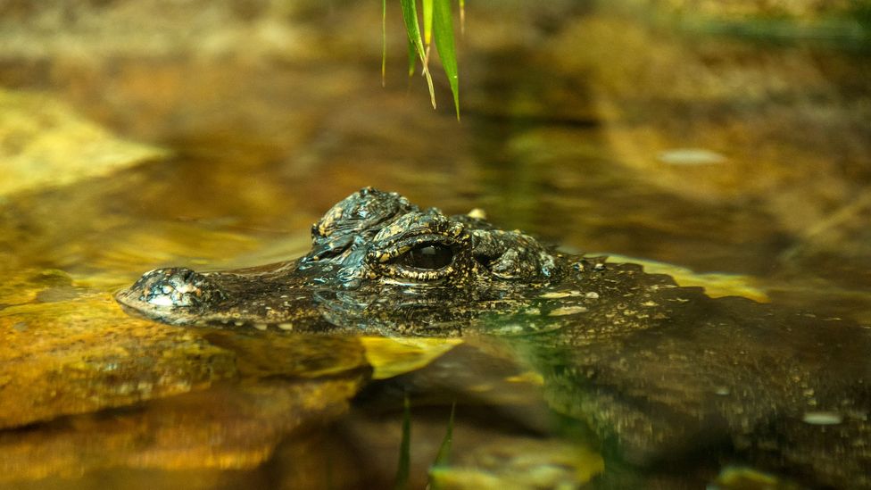 A Chinese alligator (Credit: Getty Images)